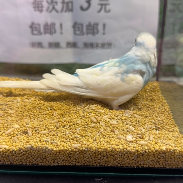 虎皮鹦鹉大头虎皮鹦鹉
