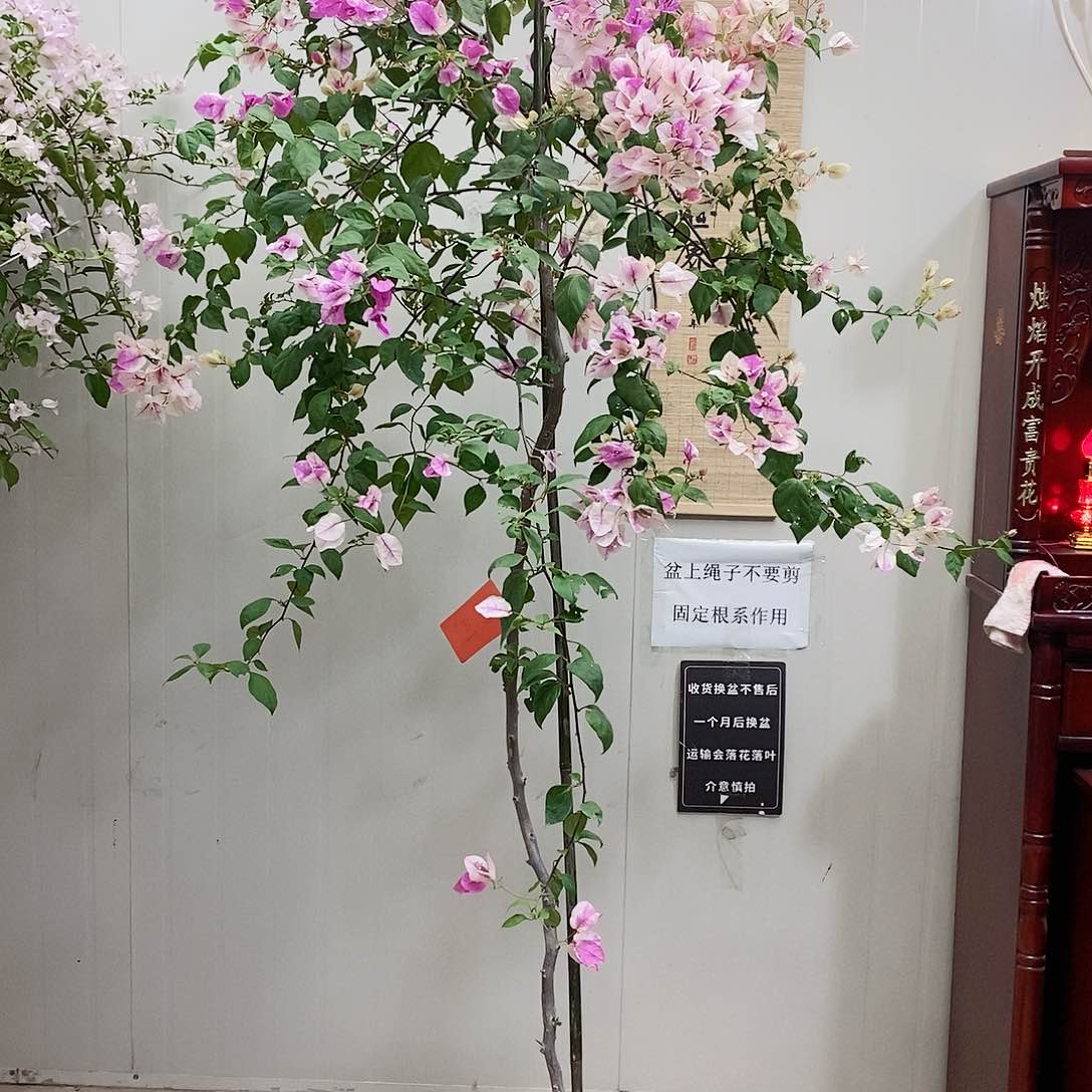 大部分花苞少量开放