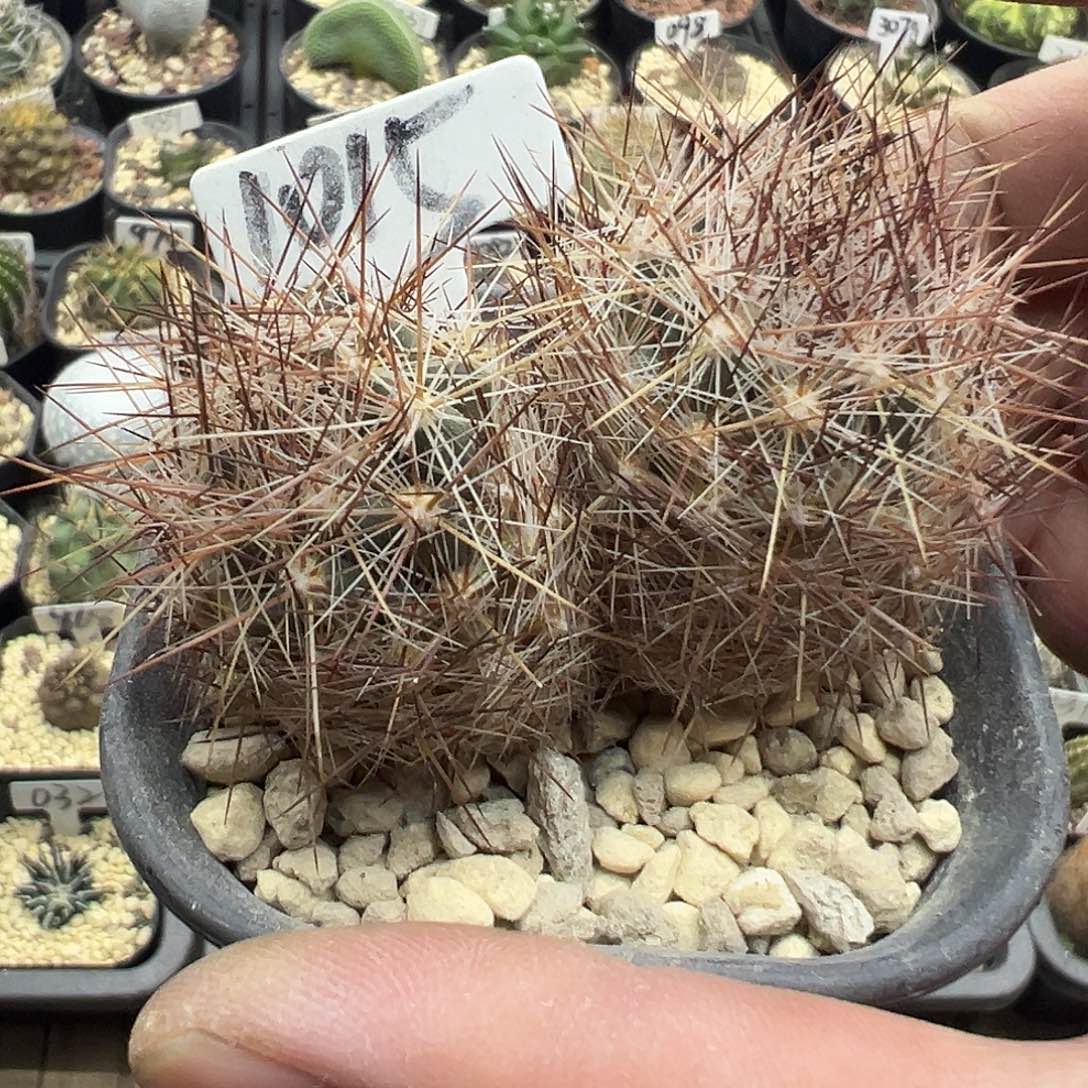 1015双头实生北极球