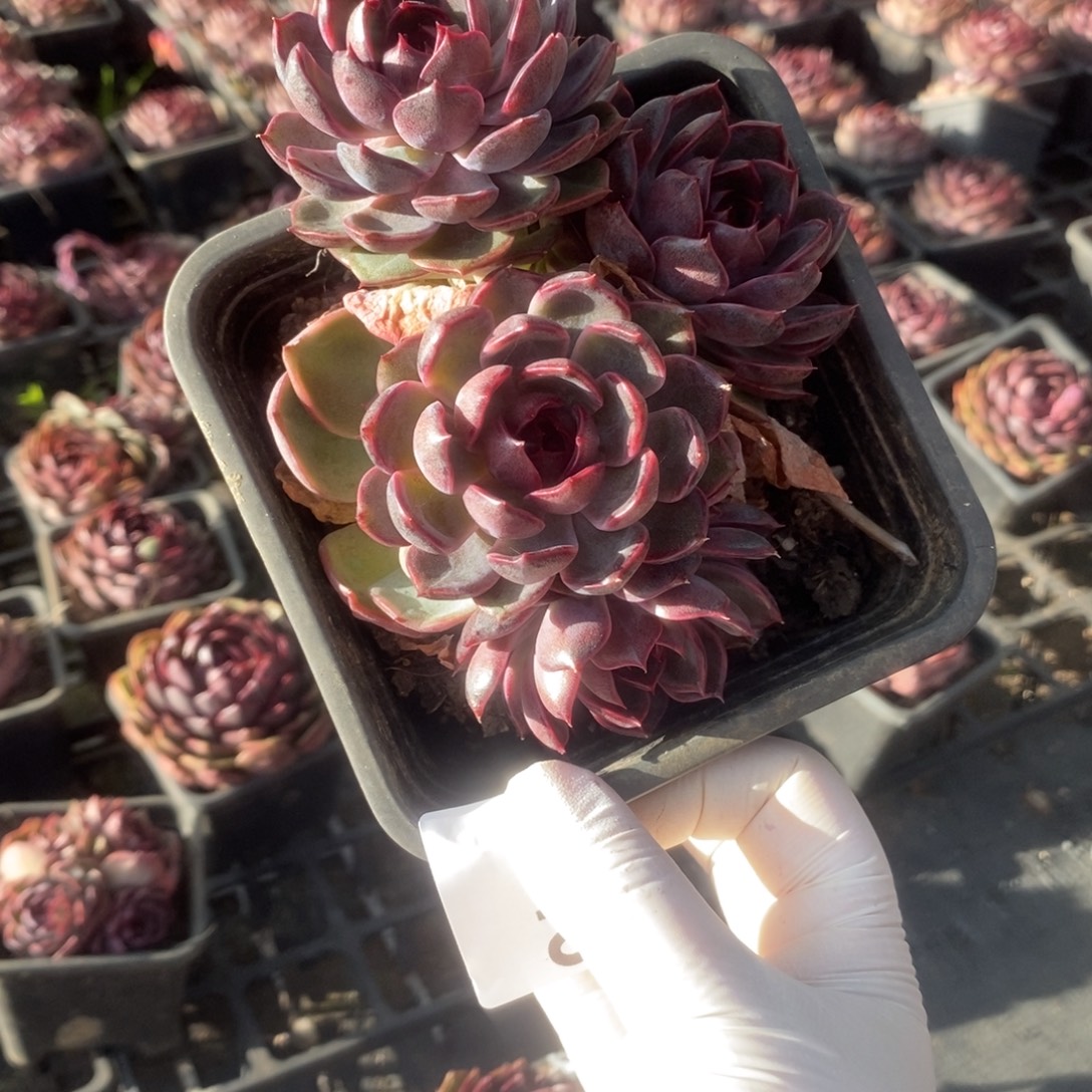 姜***️2713蓝莓群一物一拍