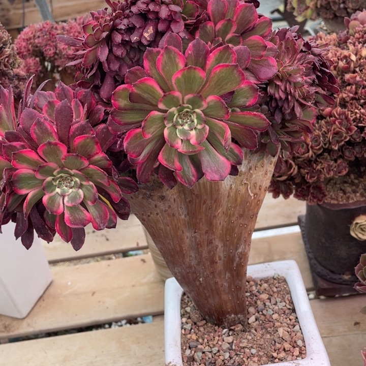 多肉植物提取成分是由一颗多粒