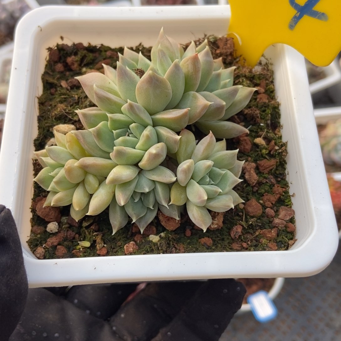 804牧斯美人多肉植物