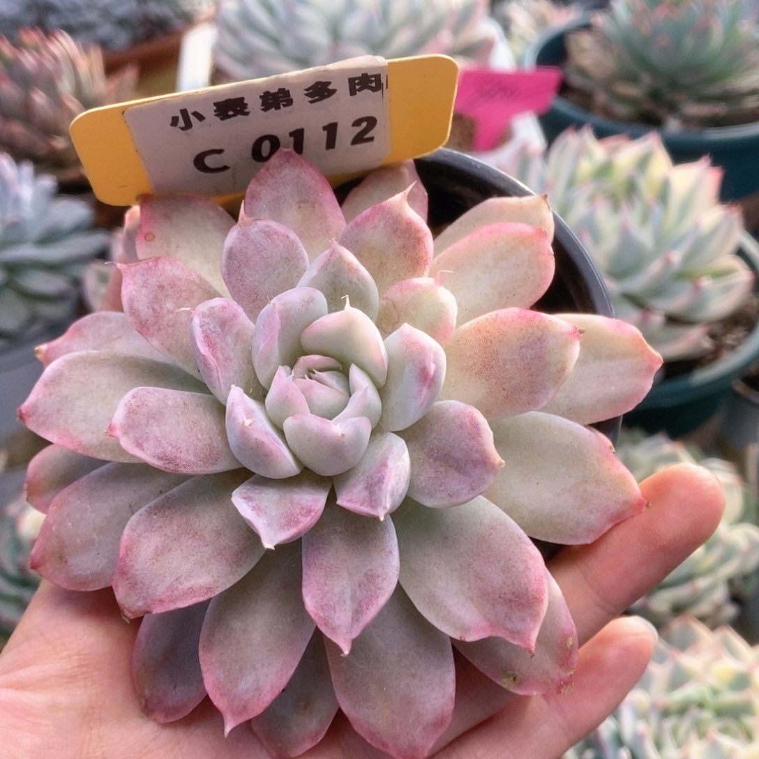 C112辛普森锦锦锦锦锦锦