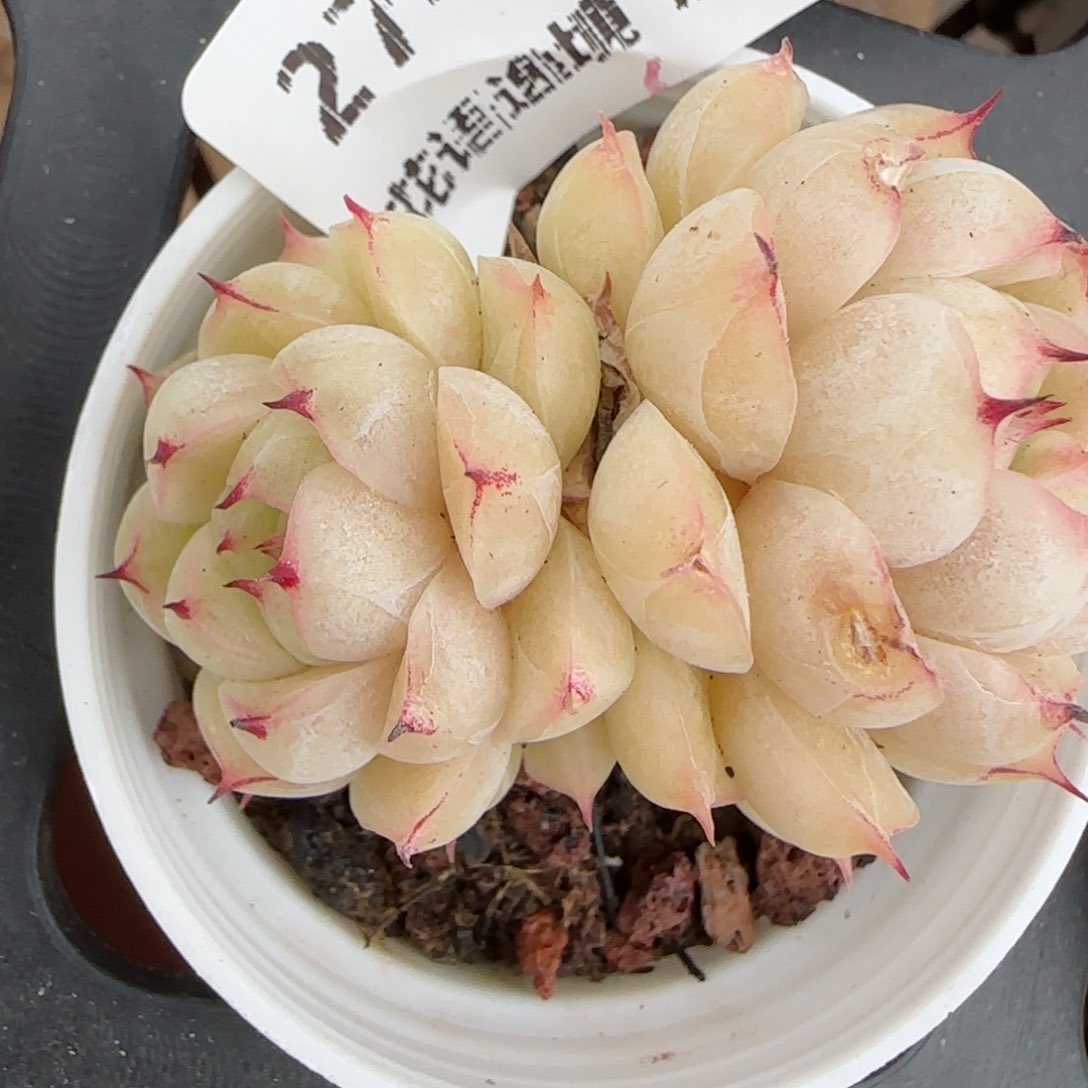 花语逸境0210-274有伤