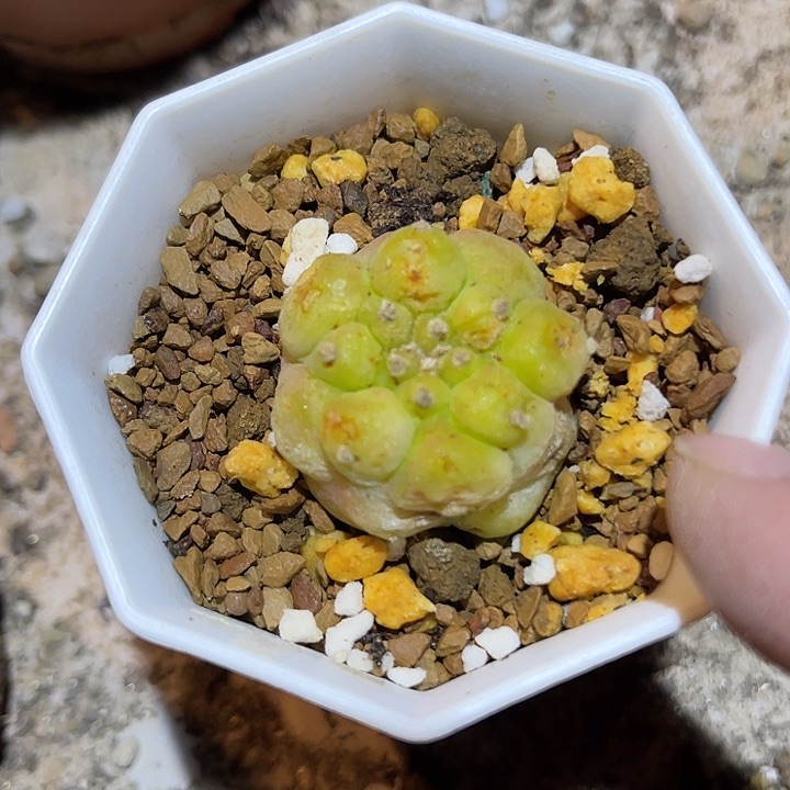 满38包邮2天凑单，脱土晾根发货多肉植物自根古田贝