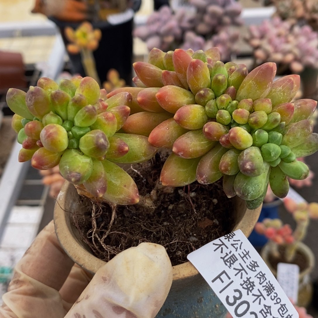 香蕉树缀303/10cm运输掉叶