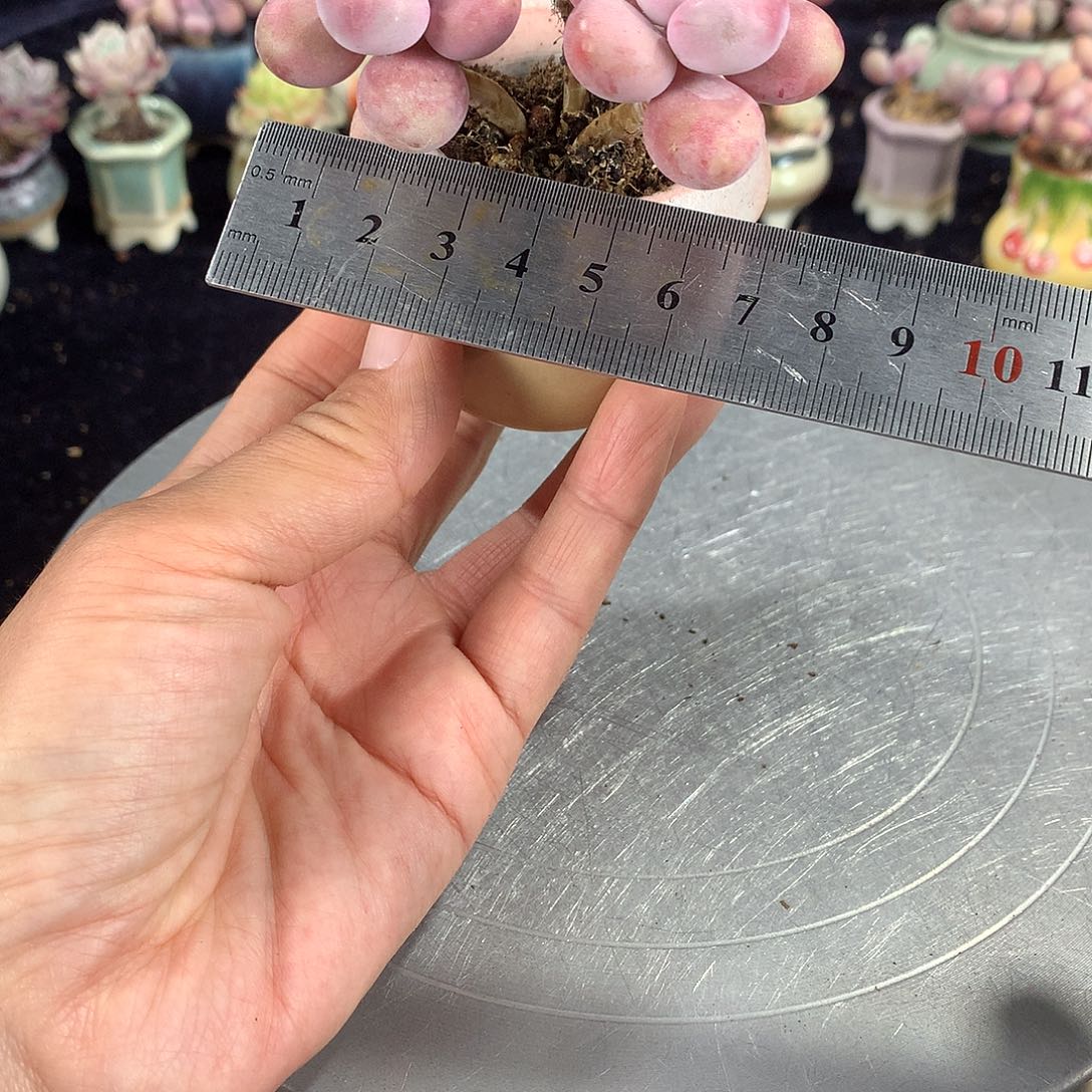 8号带盆偏远地区bu bao you de