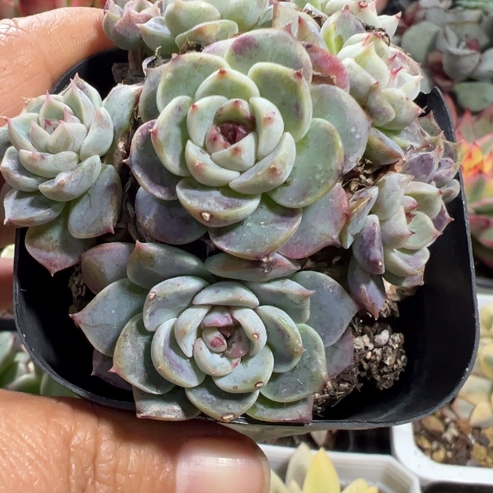 天德绒裙381多肉植物