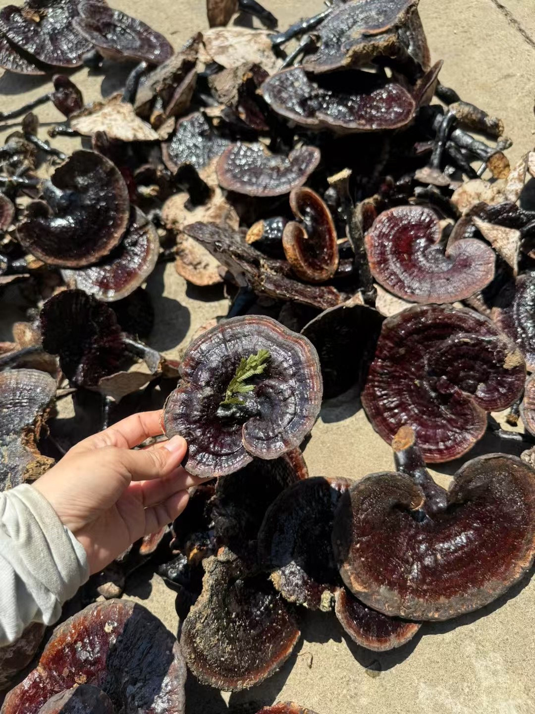 海南野生黑灵芝紫芝250克/500克整朵不切