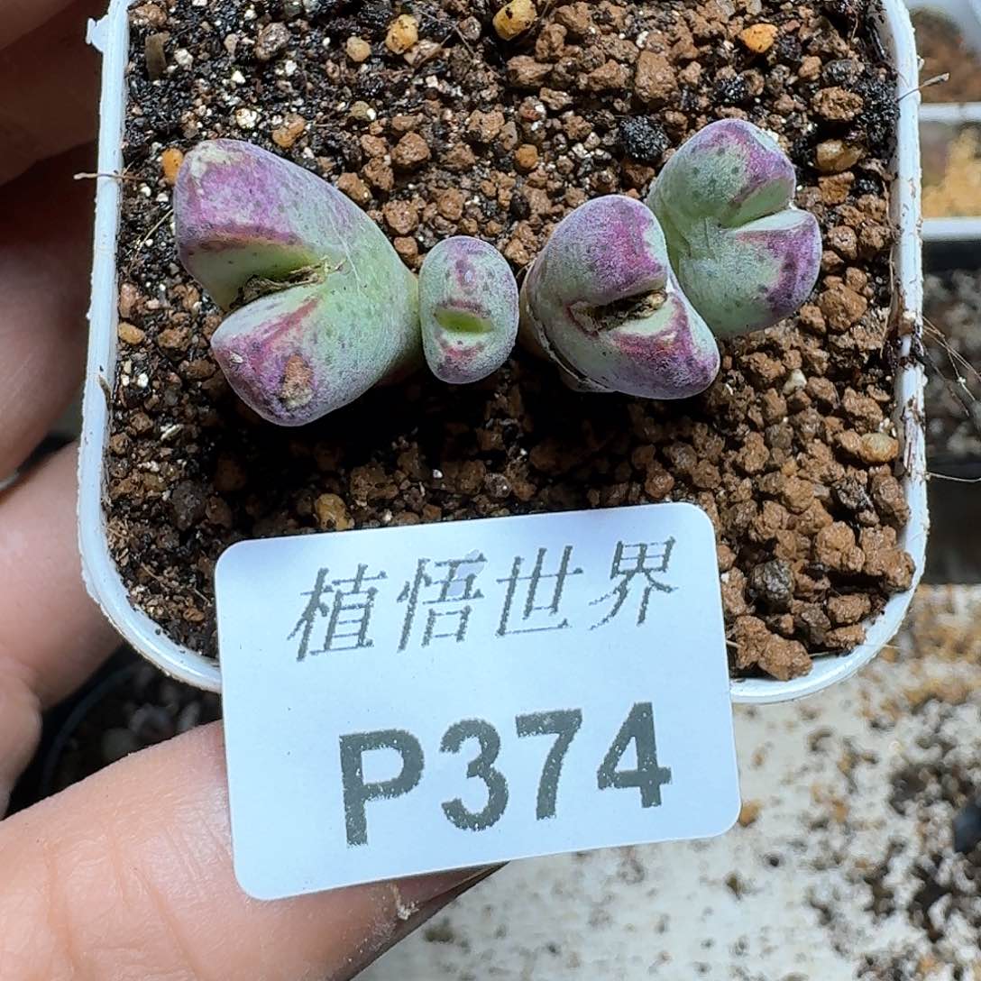 374号多肉植物哇f g