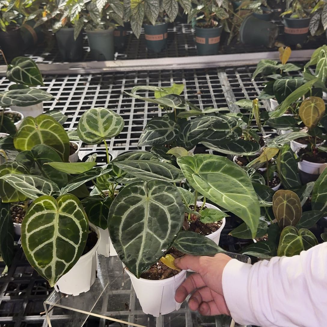 完全开放C31无售后