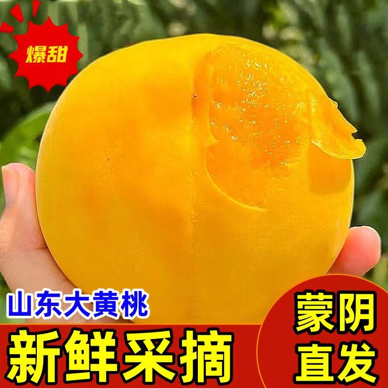 山东蒙阴黄毛桃纯甜黄金蜜桃黄皮黄肉吃正宗黄桃产地【H】