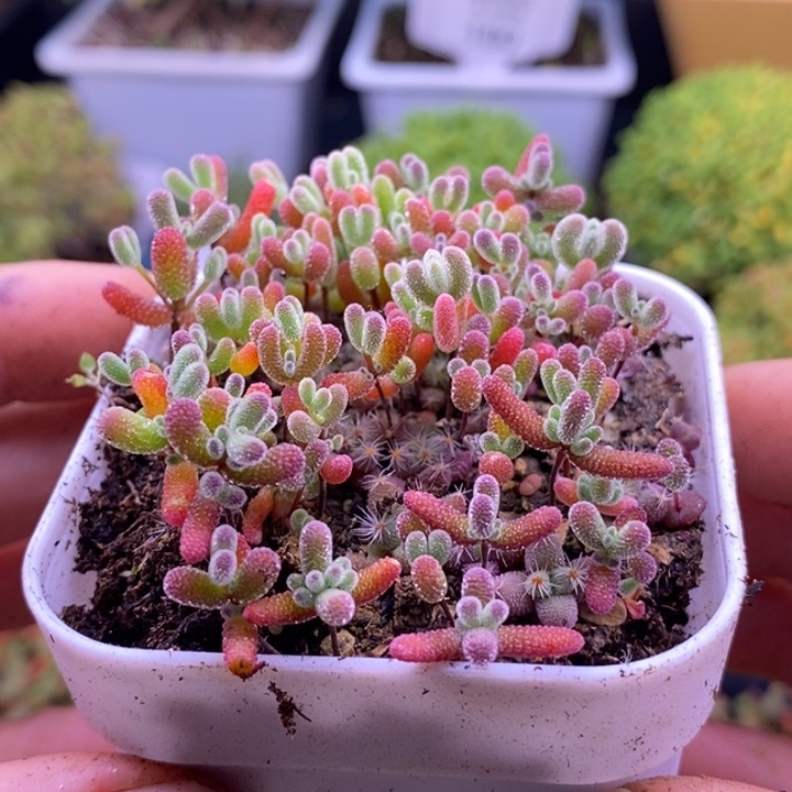 *****无花朵219混合切糕