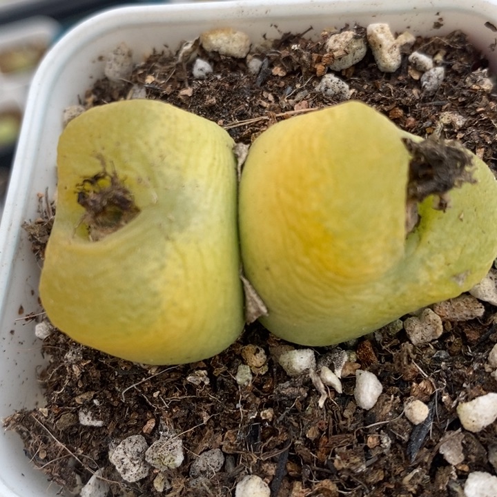 2425金黄双头一颗