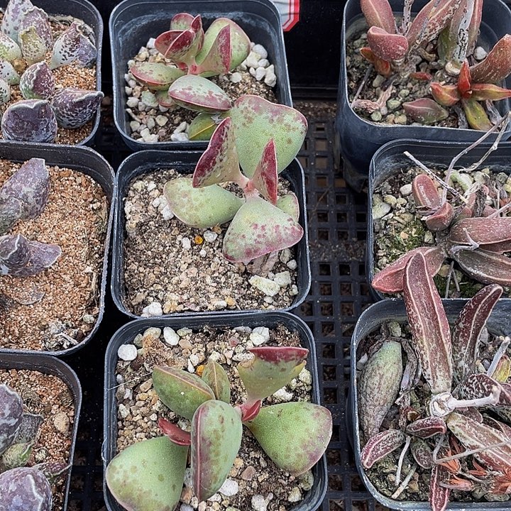 爱心水泡带盆土发