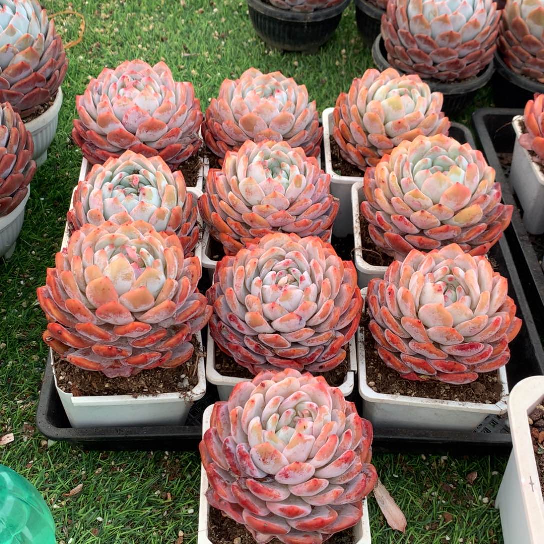 493橙子多肉植物组合