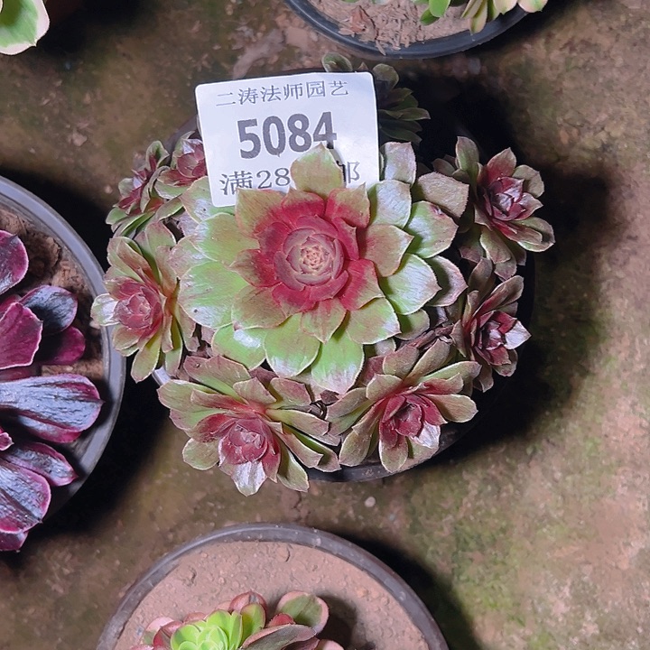 5084万圣节拉丝多肉植物