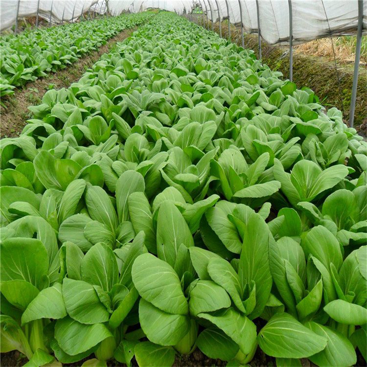 油菜 新鲜现摘发货 密云大棚蔬菜 3斤