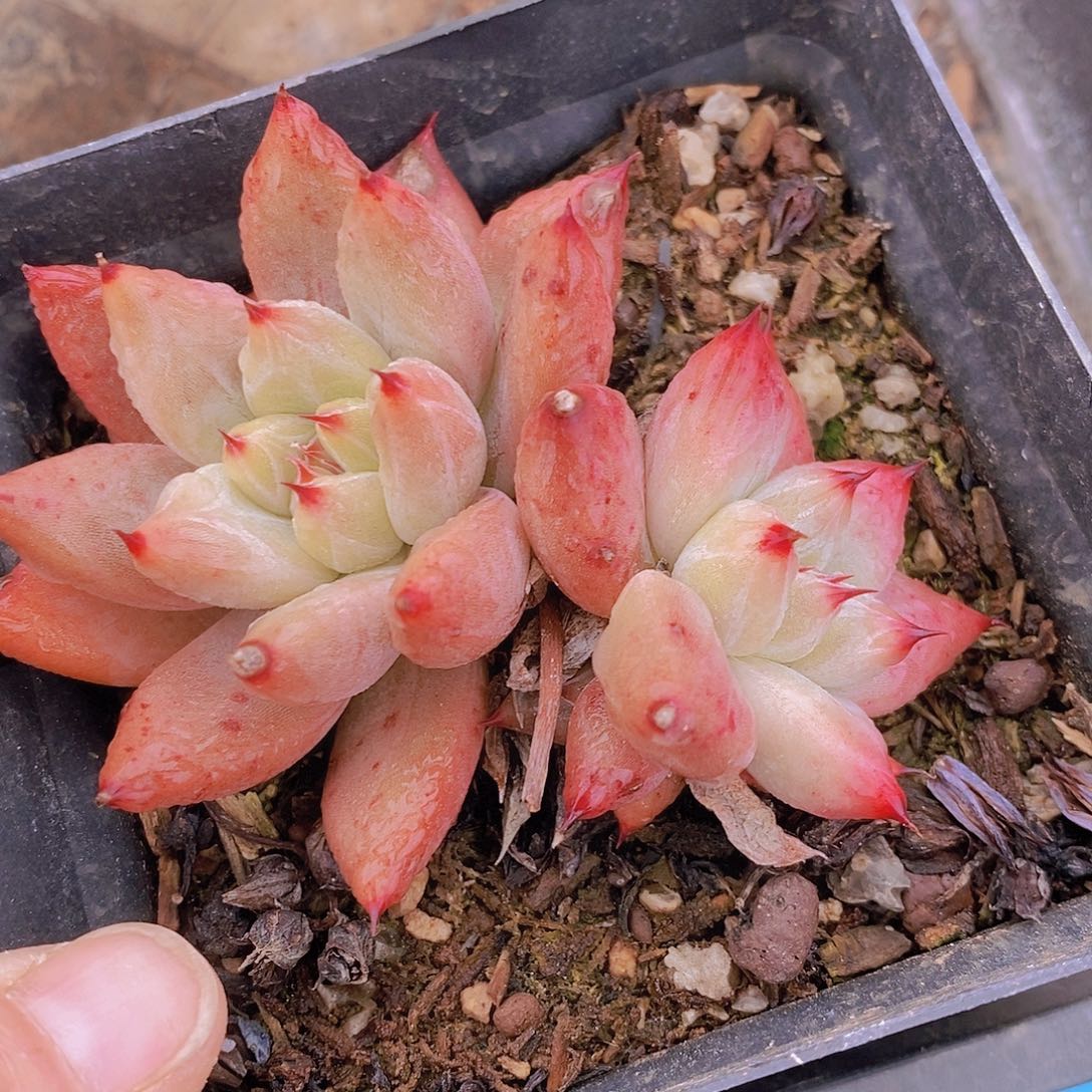 297多肉植物老桩