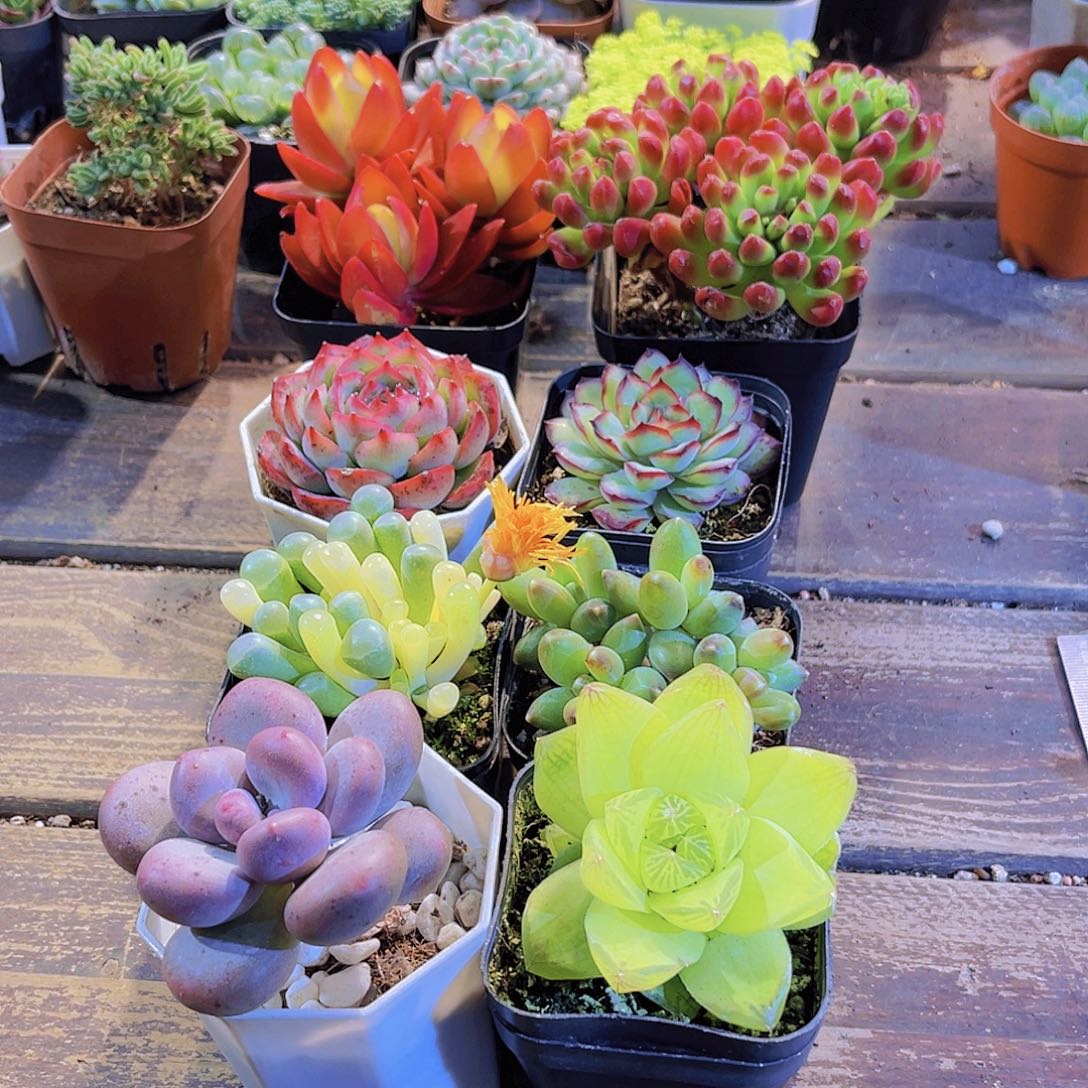 如图八盆11111111111