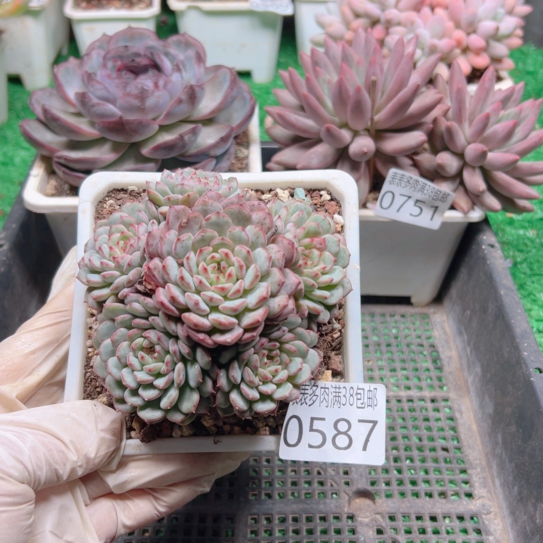 无花朵多肉一物一拍植物0587