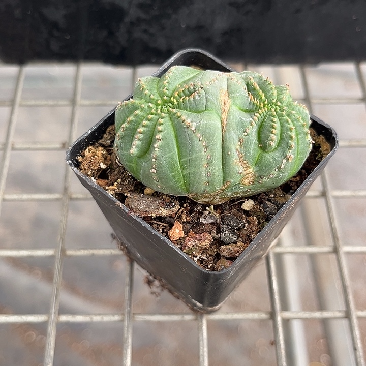 我也不知道我为什么要这样对