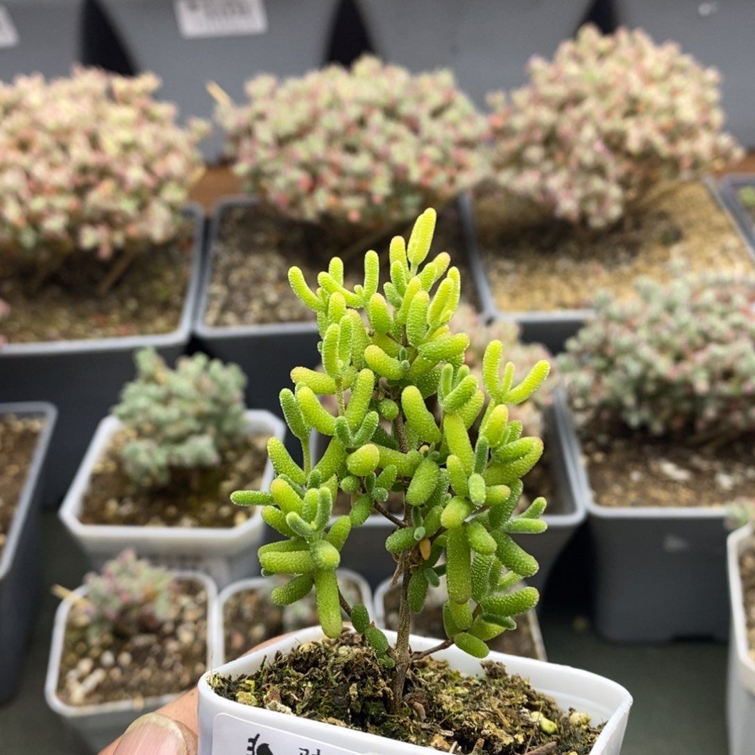 2393糖球黄锦多肉