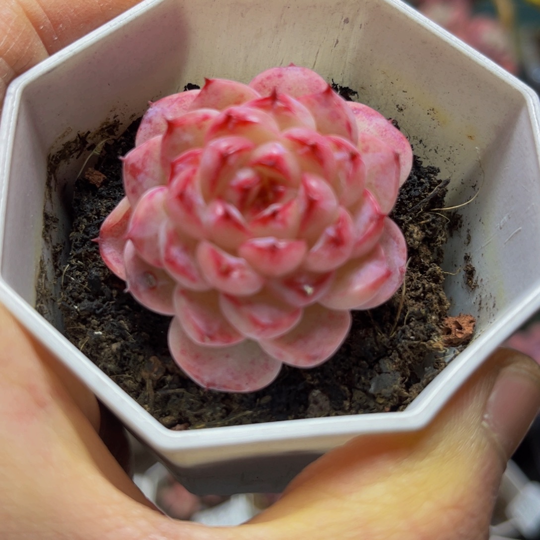 323天鹅绒5厘米多肉