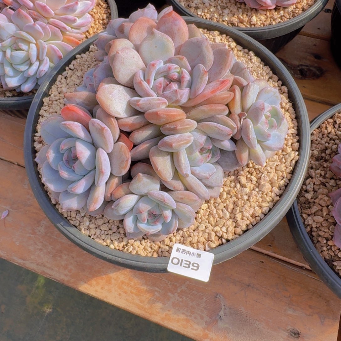 芒***朵多肉植物石榴籽大群0139