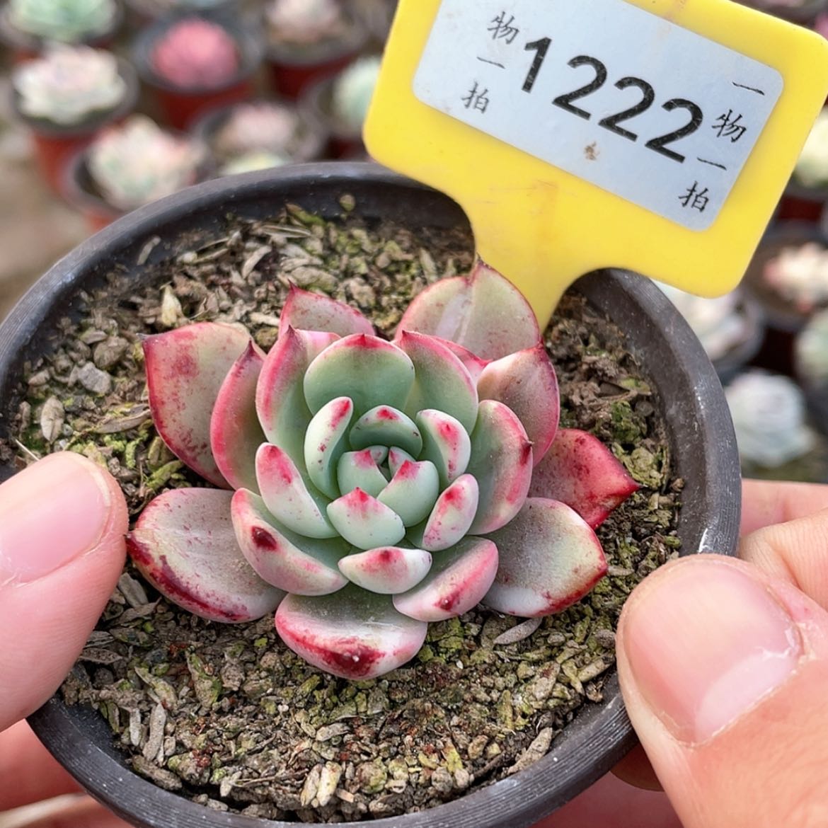 【闪购商品】1222号