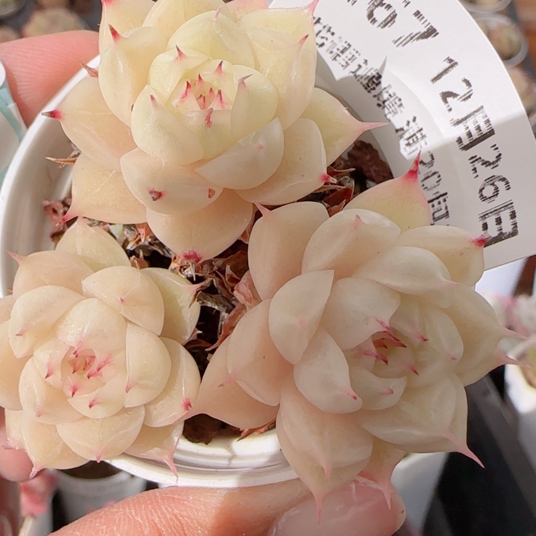 花语多肉1226-267魔仙散