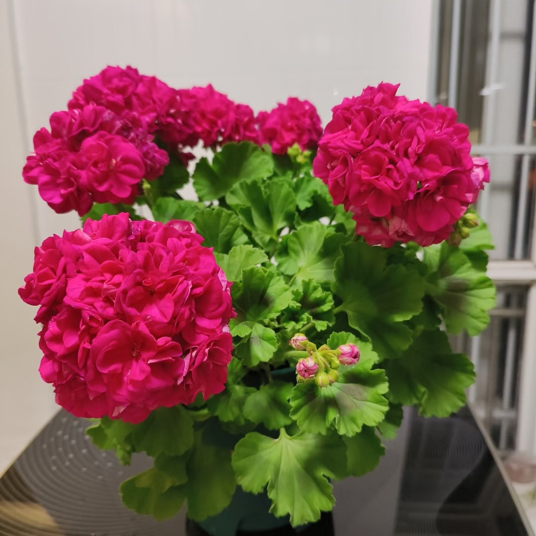 【云裳】直立天竺葵（零下拍保温冻坏不售后）