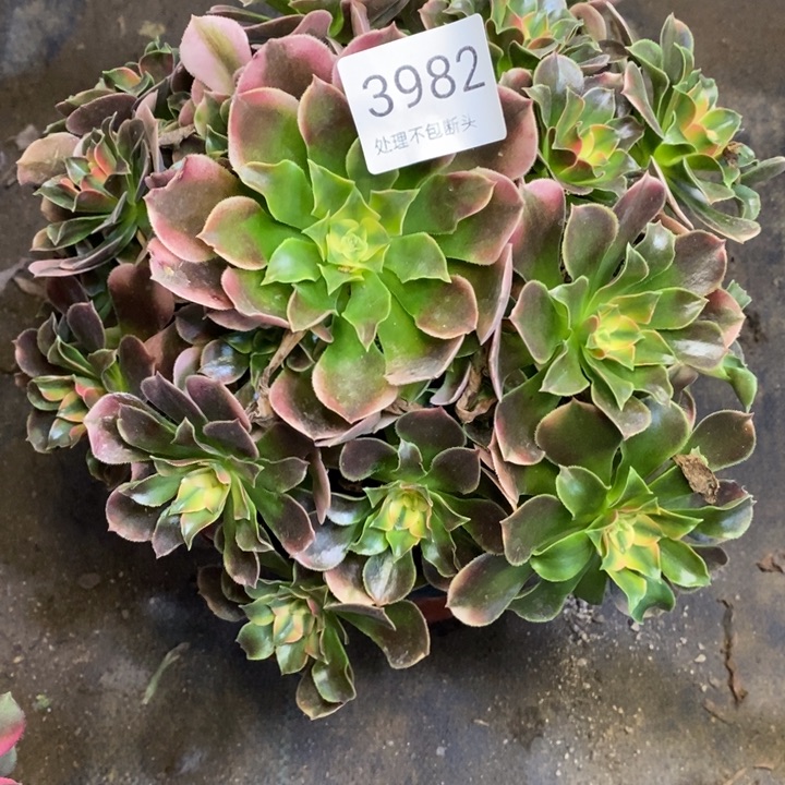 香妃多肉断头不包3982