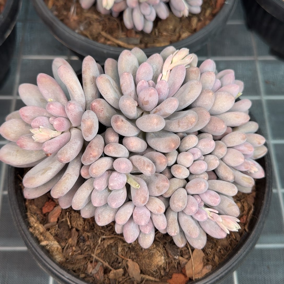 从前慢甄选多肉编号汤圆