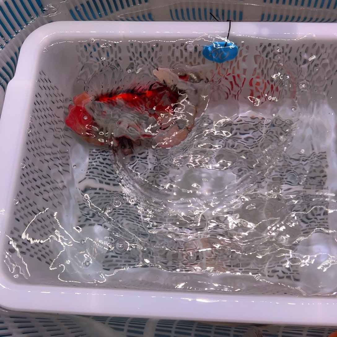 @***欣金鱼你好吗我好想你