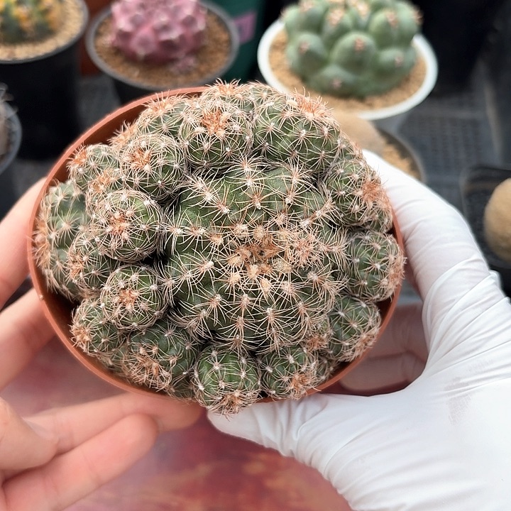 樱花罗星丸仙人球