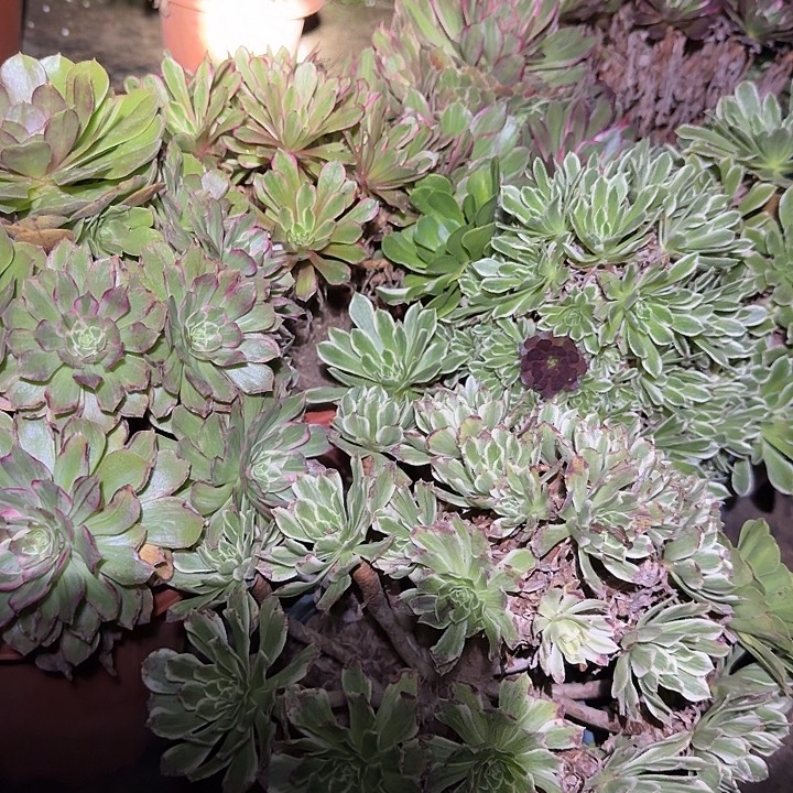 精品组合老桩尾货清仓2颗不同39辆