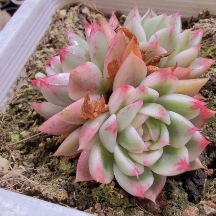 蝴蝶桃花锦王炸一颗