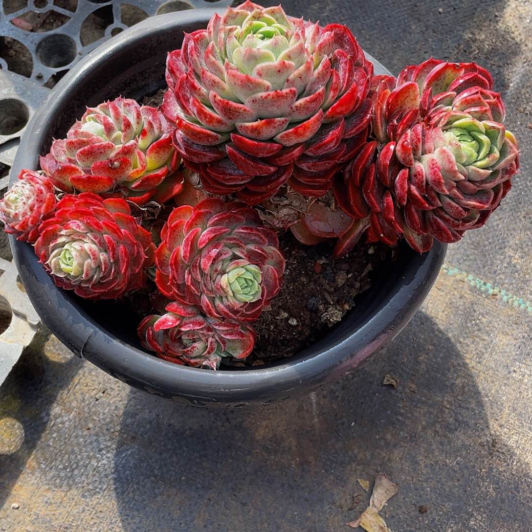 朱砂痣多肉植物群