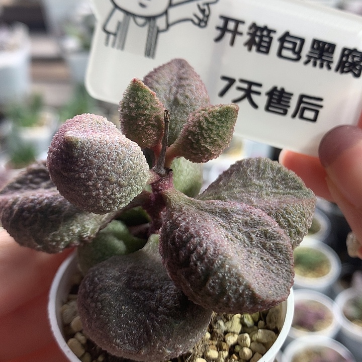水蜜桃–专拍专拍