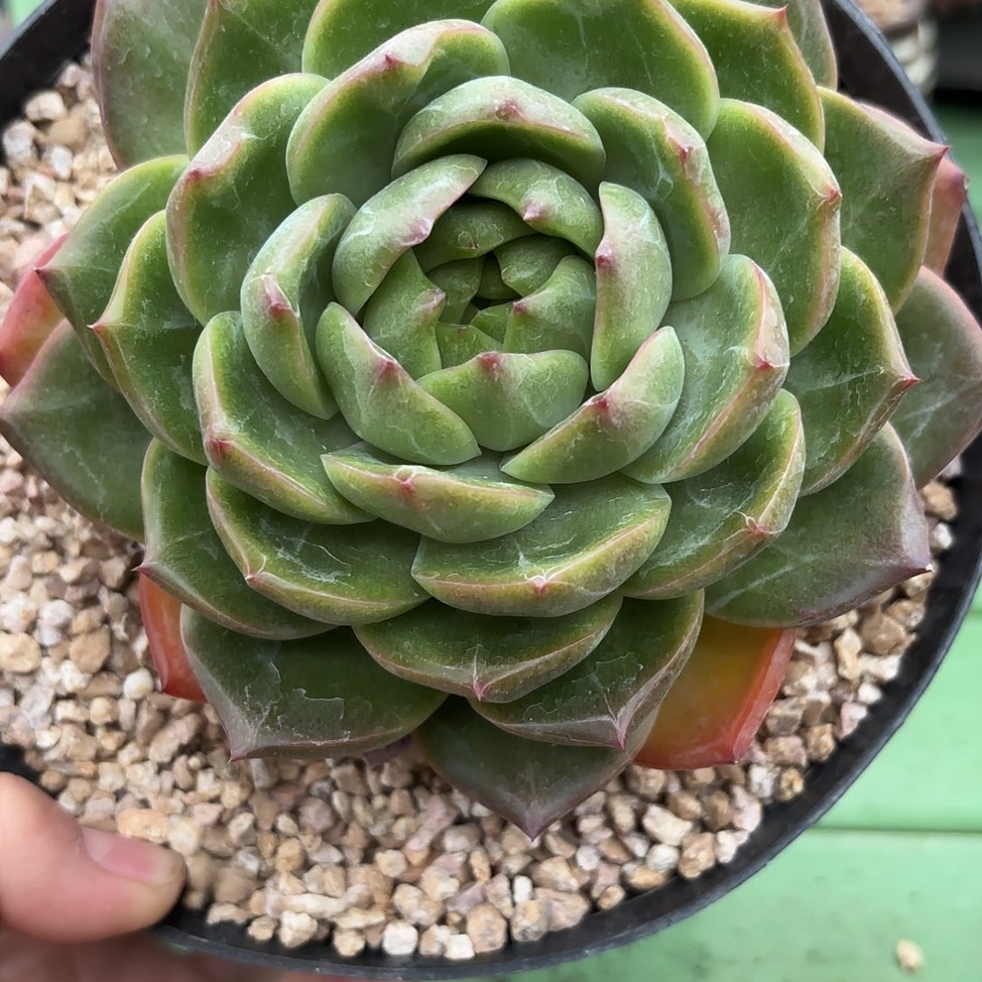 多肉植物啦啦啦啦啦