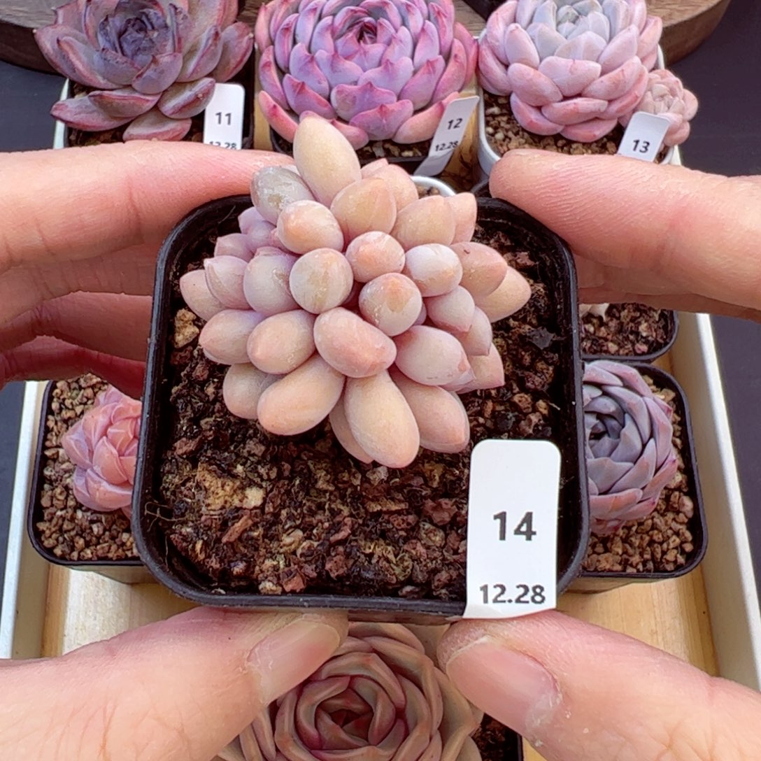 好好看14、哈哈哈哈