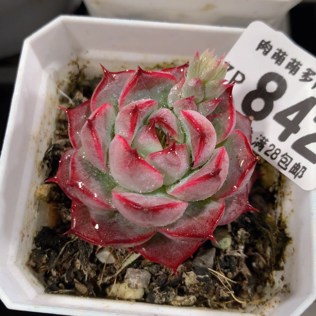 5CM拇指盆精控多肉ZP842