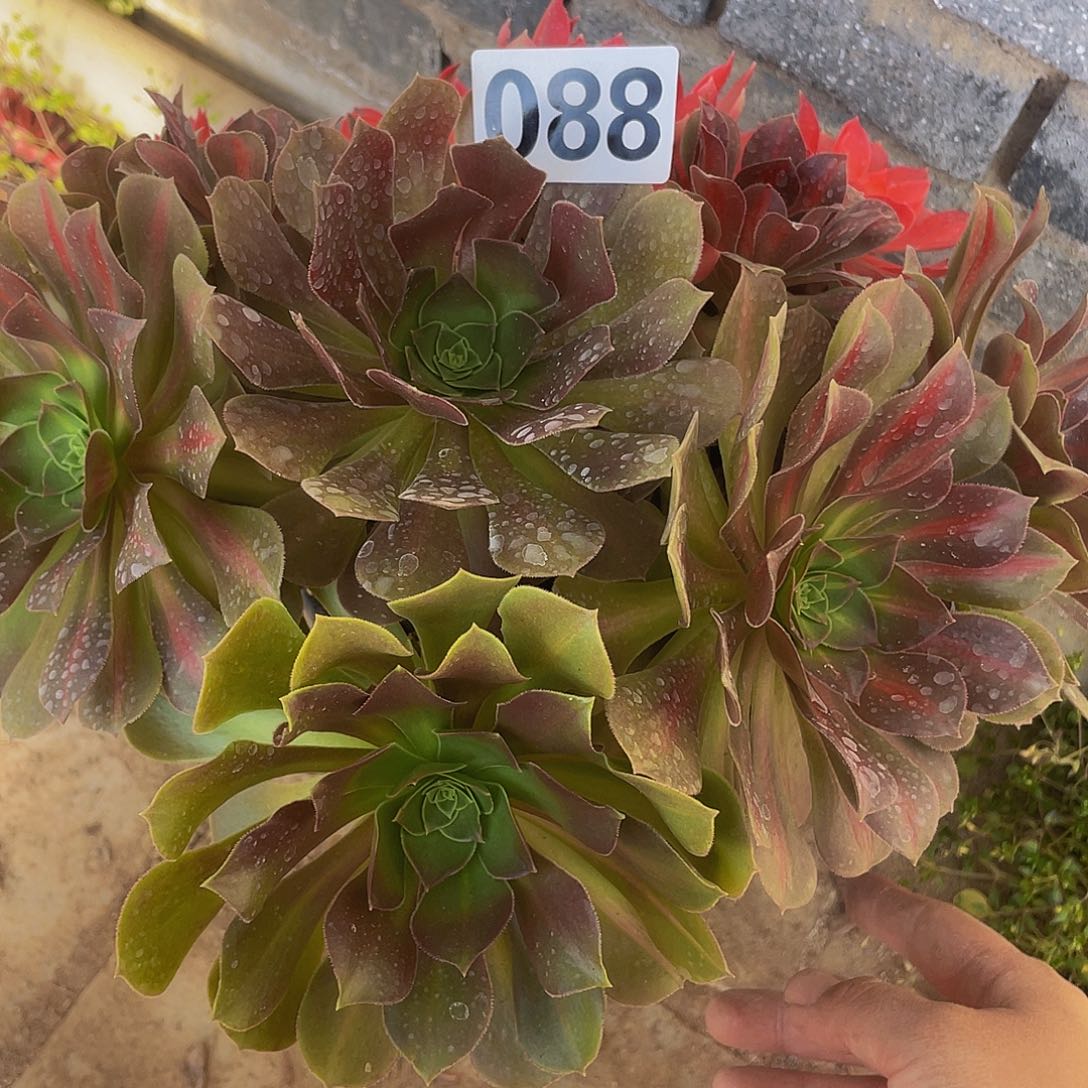 芳***旧多肉法师88号粉女巫阴阳发货不包损