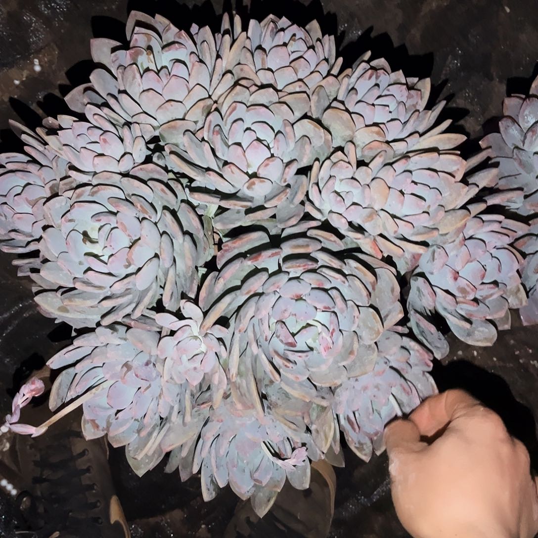 灰姑娘49.99多肉植物