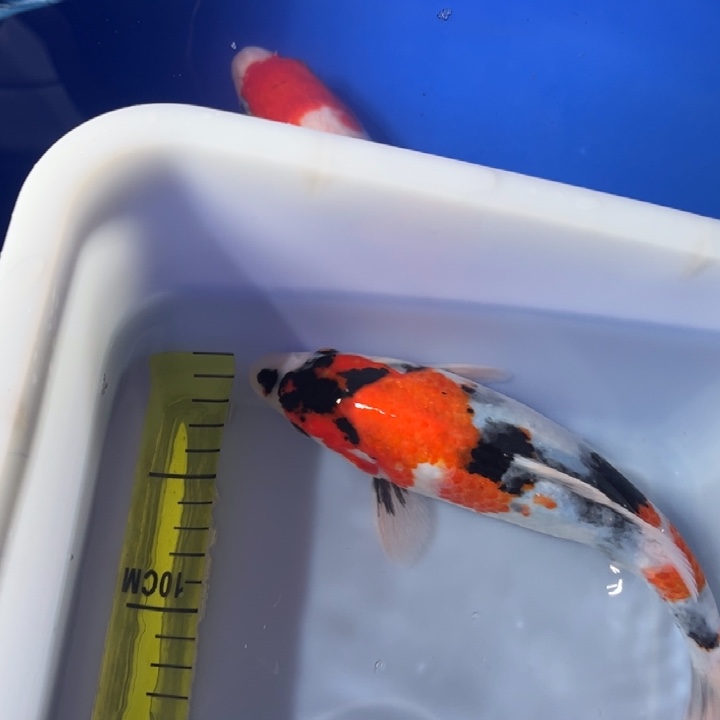 锦鲤锦鲤z昭和三色