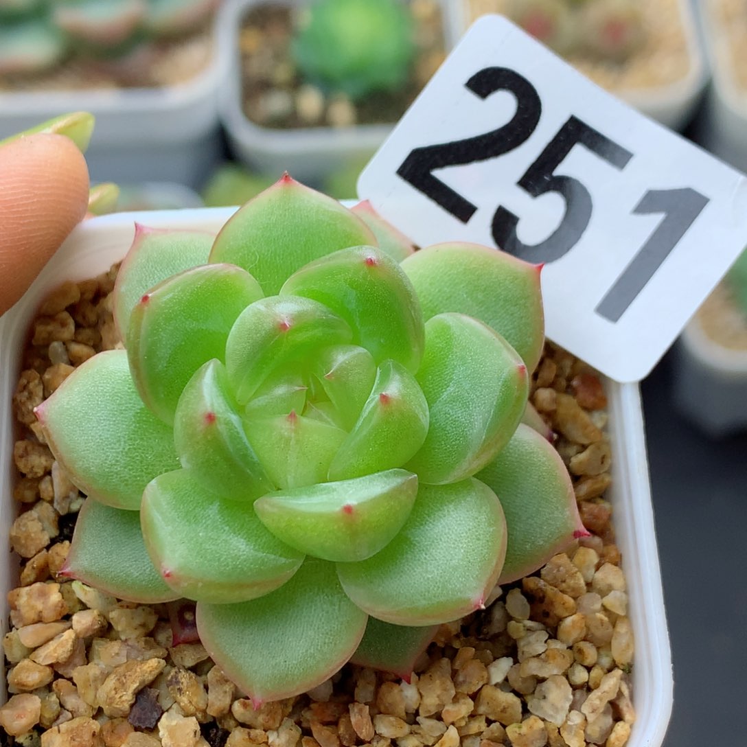 58包邮  群生不包整珍妮