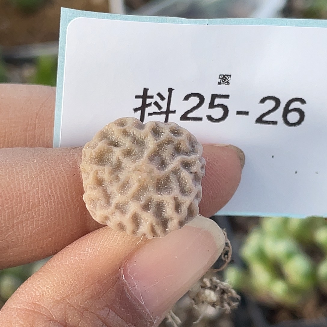 草***檬25-26肉锥多肉植物