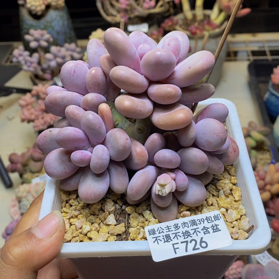 726水光针多肉10c m