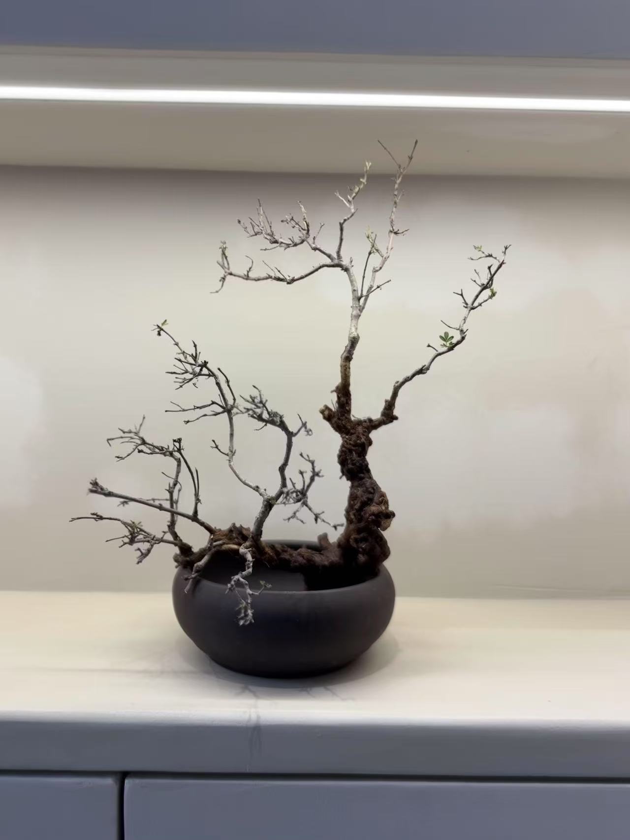 太行崖荆生桩杂木链接，一物一拍，以实物为准，生桩不包，介意勿拍